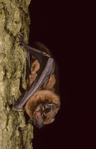 What's Your Bat Zodiac Sign? - Bat Conservation International