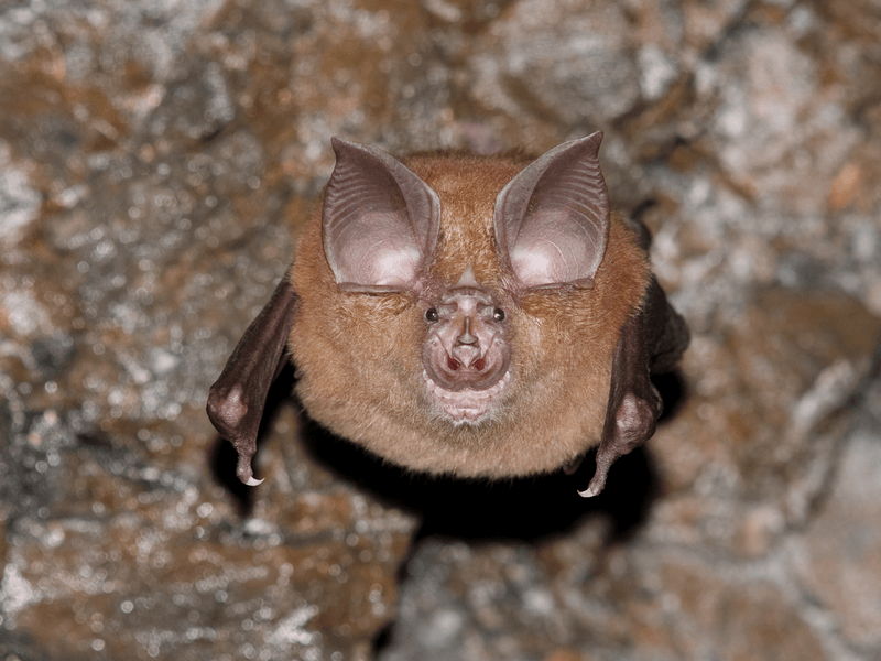 Blind As A Bat No Such Thing Bat Conservation International